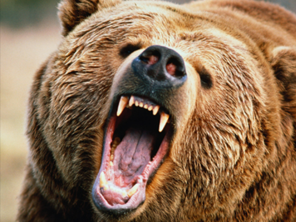 Deutscher Bär tötet Jogger! Nach Bären-Attacke auf Jogger - Schwester von Problembär Bruno soll der "Mörder" sein